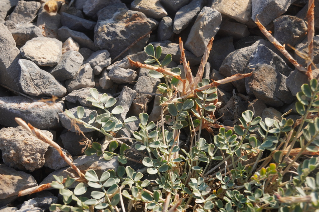 Chesneya karatavica