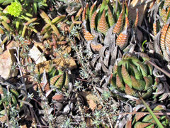 Haworthiopsis fasciata