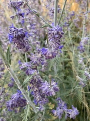 Salvia yangii