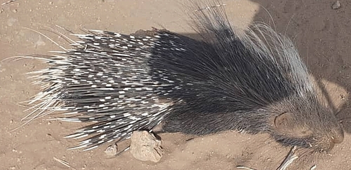 Crested Porcupine