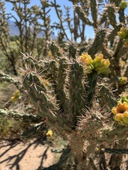 Cylindropuntia imbricata