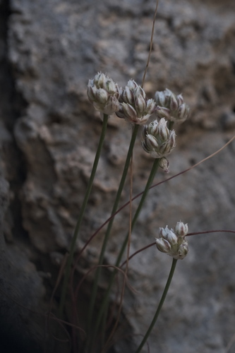 Allium rubrovittatum