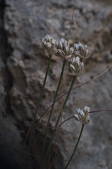 Allium rubrovittatum, photograph (c) fmunoz, some rights reserved (CC BY)
