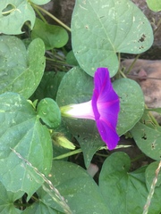 Ipomoea purpurea