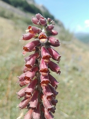 Digitalis parviflora
