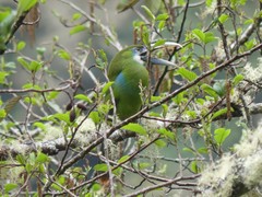 Aulacorhynchus coeruleicinctis