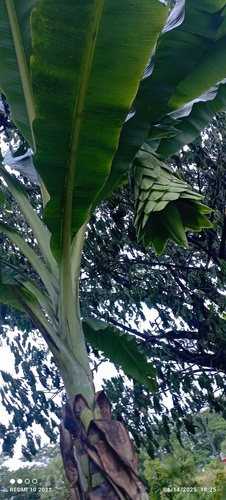 Ensete glaucum