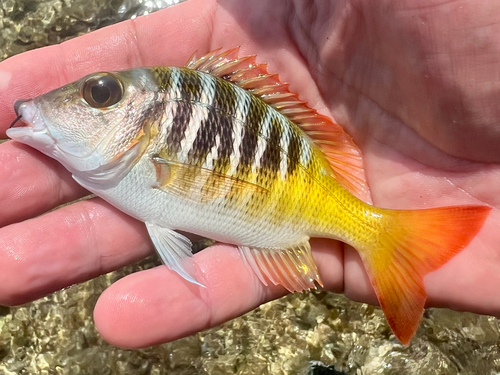 Sky emperor (Lethrinus mahsena) — Lethrinidae