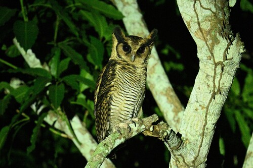 Fraser’s Eagle Owl