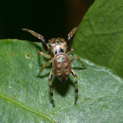 Zygoballus rufipes