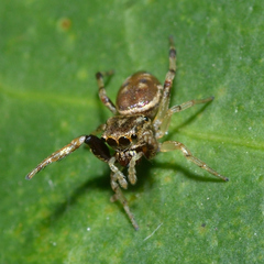 Zygoballus rufipes