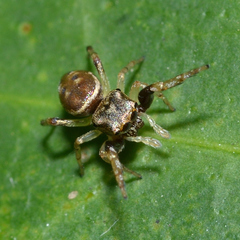 Zygoballus rufipes