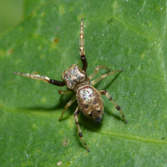 Zygoballus rufipes