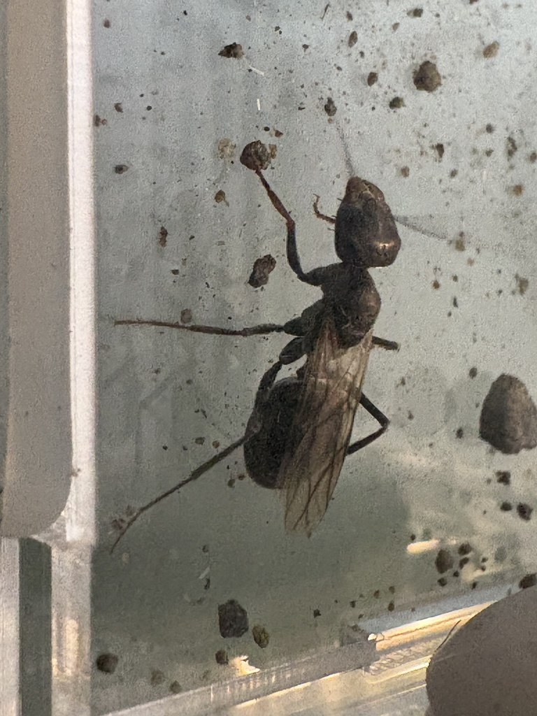 Cataglyphis ibericus