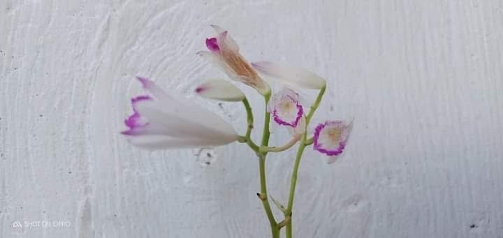Bletilla sinensis (Rolfe) Schltr. 2