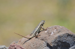 Sceloporus spinosus