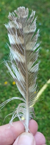 View observation of {o.common_name} on iNaturalist