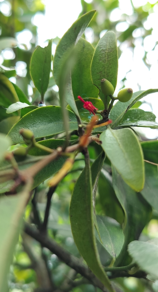Helixanthera ligustrina (Helixanthera ligustrina)
