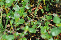 Anolis ophiolepis