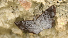 Antigonus erosus