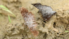 Antigonus erosus