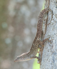 Anolis jubar albertschwartzi
