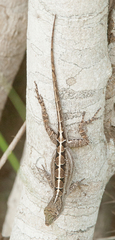 Anolis jubar albertschwartzi
