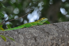 Anolis smallwoodi