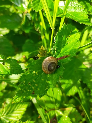 Arianta arbustorum