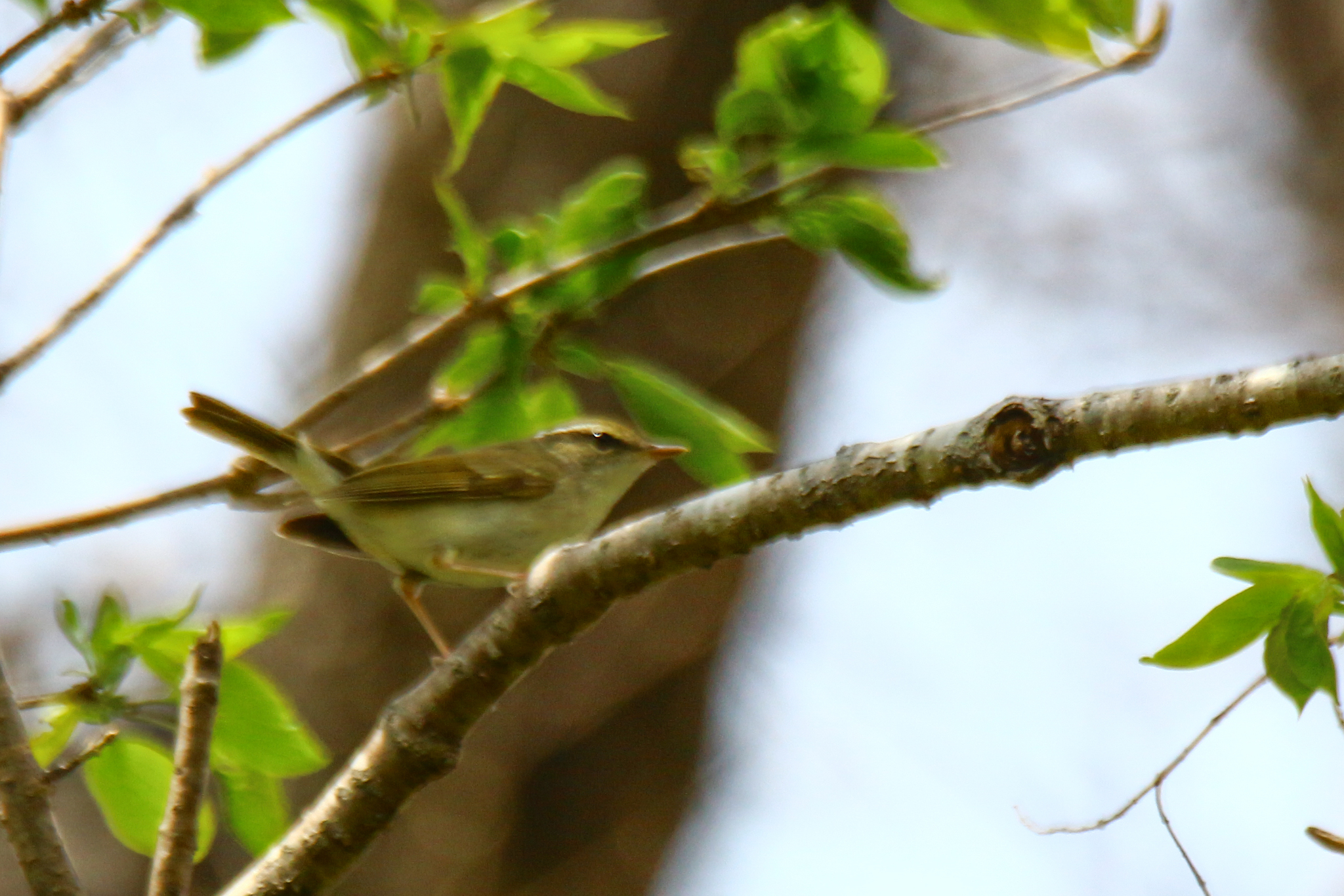 Pale-legged Leaf Warbler (Phylloscopus tenellipes), photo 3