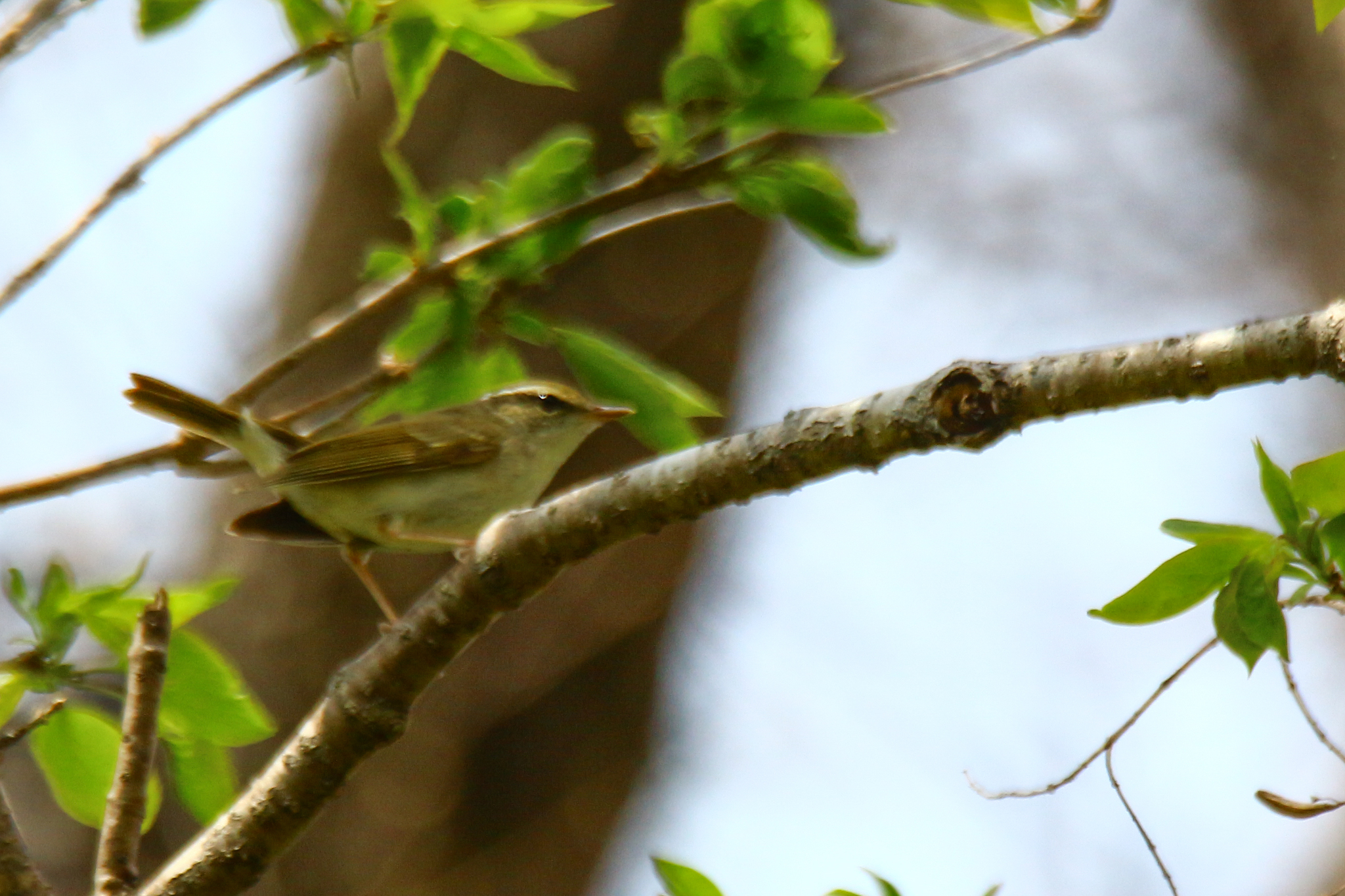 Pale-legged Leaf Warbler (Phylloscopus tenellipes), photo 4