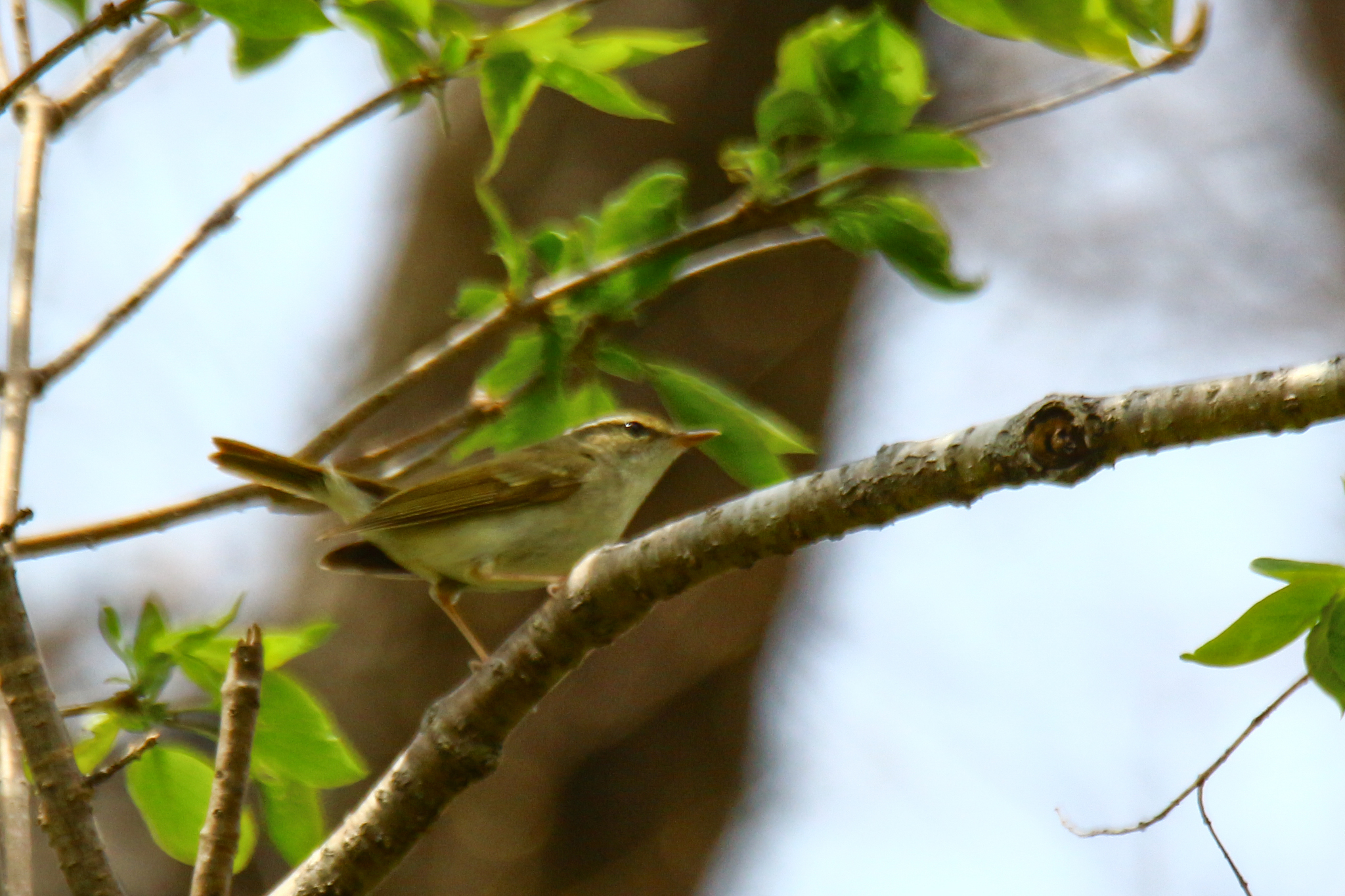 Pale-legged Leaf Warbler (Phylloscopus tenellipes), photo 6