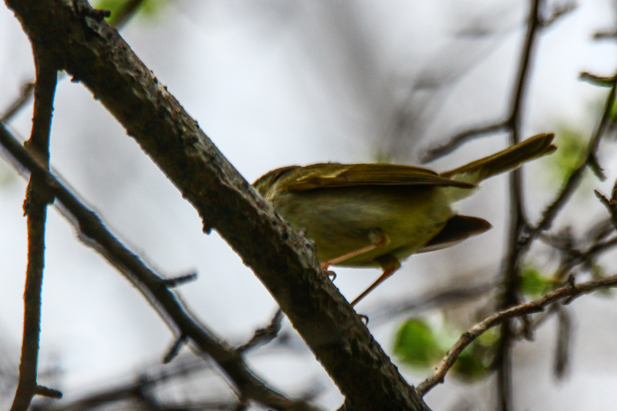 Pale-legged Leaf Warbler (Phylloscopus tenellipes), photo 7