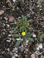 Camissoniopsis ignota