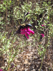 Xylocopa virginica texana