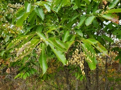 Oxydendrum