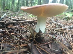 Russula betularum