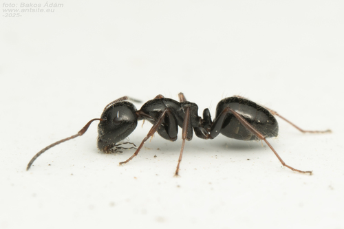 Camponotus piceus