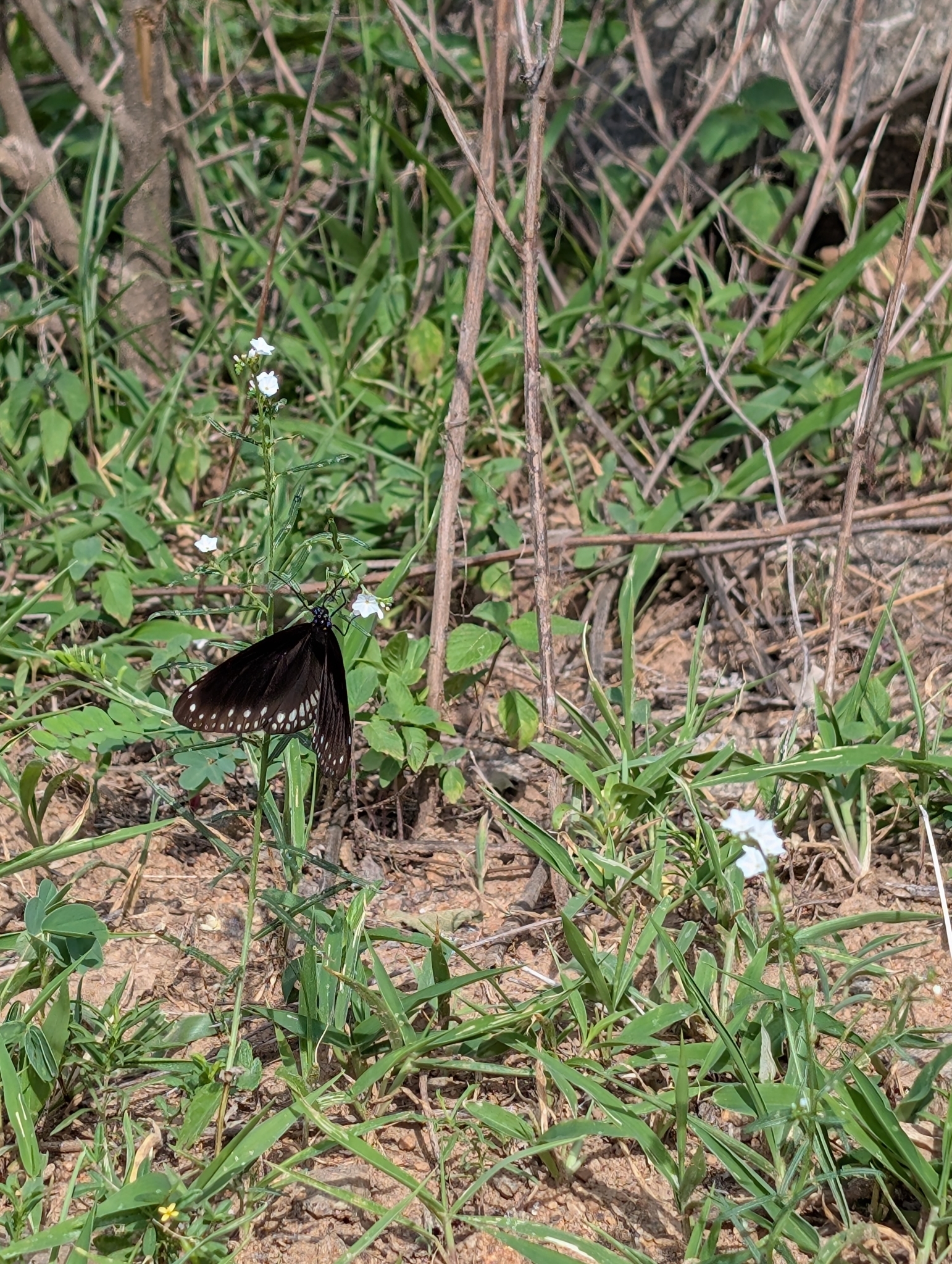 Common Crow