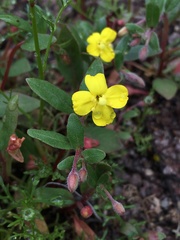 Camissoniopsis ignota