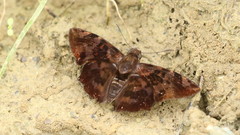 Antigonus erosus