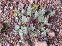 Lupinus concinnus