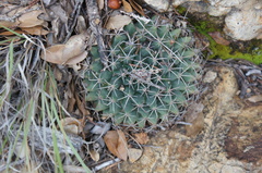 Mammillaria meiacantha
