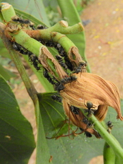 Dolichoderus bispinosus