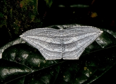 Acropteris striataria
