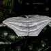 Acropteris striataria - Photo (c) Sarab Seth, vissa rättigheter förbehållna (CC BY-NC), uppladdad av Sarab Seth