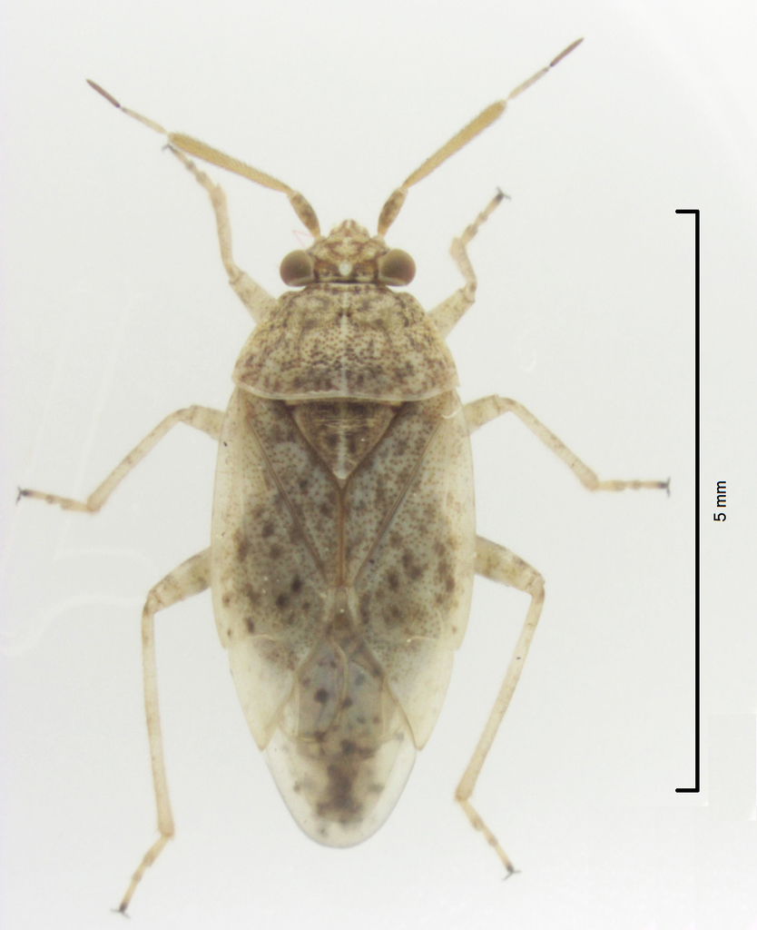 Romna pallida