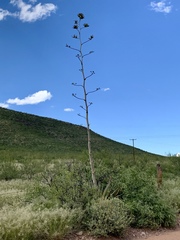 Agave palmeri