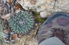 Mammillaria meiacantha