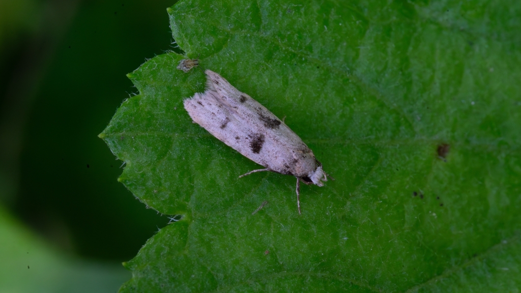 Autosticha dimochla